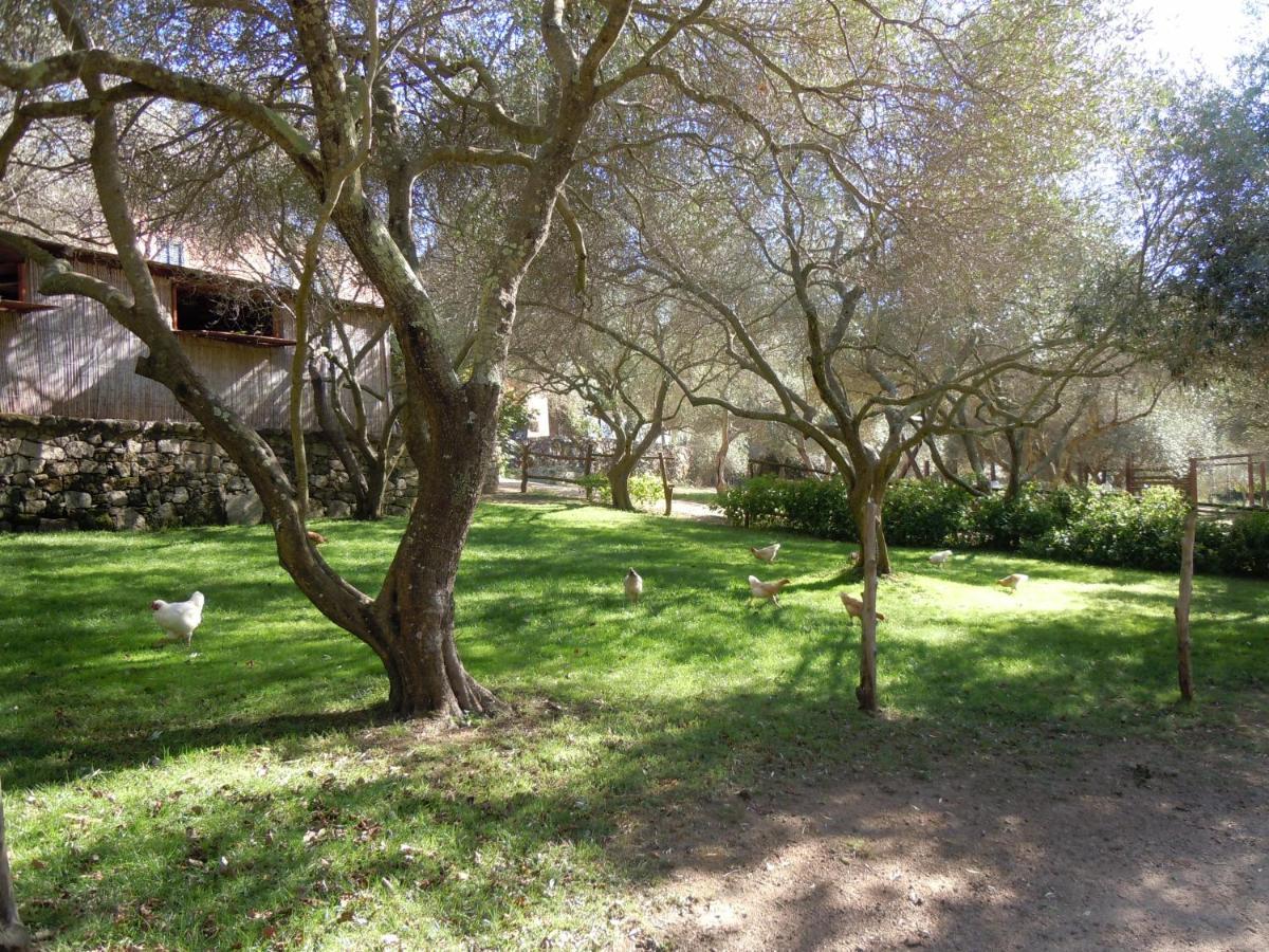 Agriturismo Lu Branu Arzachena Exterior foto
